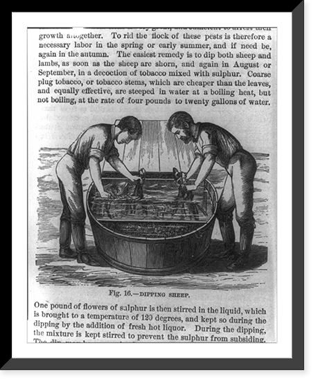 Dipping sheep in tubs of solution to rid them of pests Classic, Historic Print