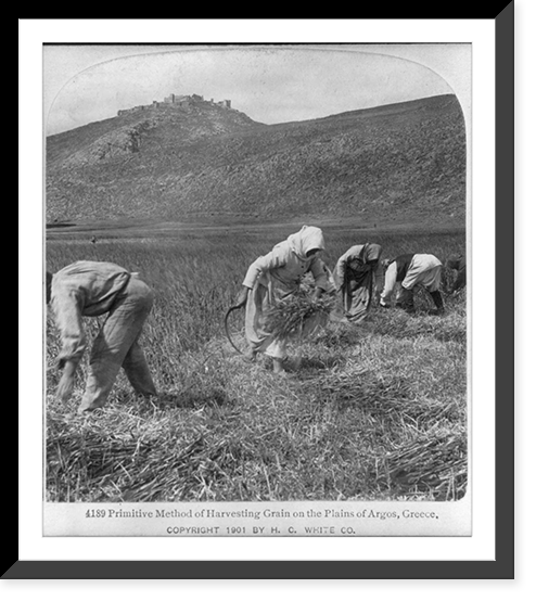 Primitive method of harvesting grain on the plains of Argos, Greece, Vintage Print