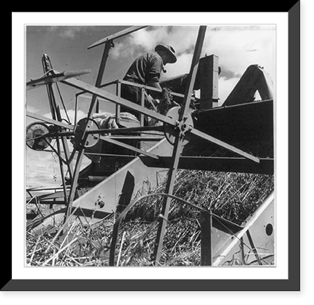 Maine farmer combining a grain field near Augusta, Maine Classic, Vintage Poster