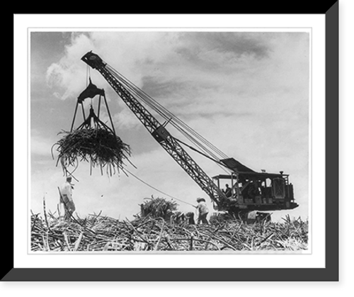 Historic Framed Print, [Crane being used in harvesting sugar cane],  17-7/8" x 21-7/8"