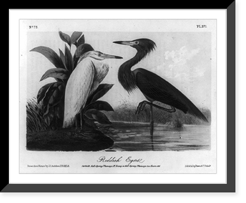 Historic Framed Print, Reddish Egret,  17-7/8" x 21-7/8"