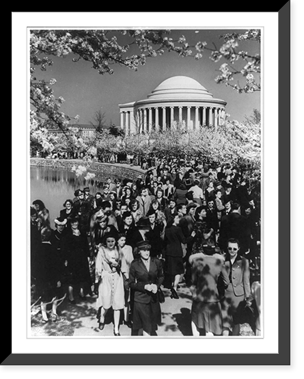 Large crowd looking at cherry blossoms around Tidal Basin in front of the Jefferson Memorial, Vintage Print