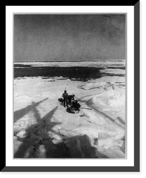 Historic Framed Print, [Discovery and explorations of the South Pole by Capt. Roald Amundsen and crew, 1910-11]: Members of the expedition capturing seals,  17-7/8" x 21-7/8"