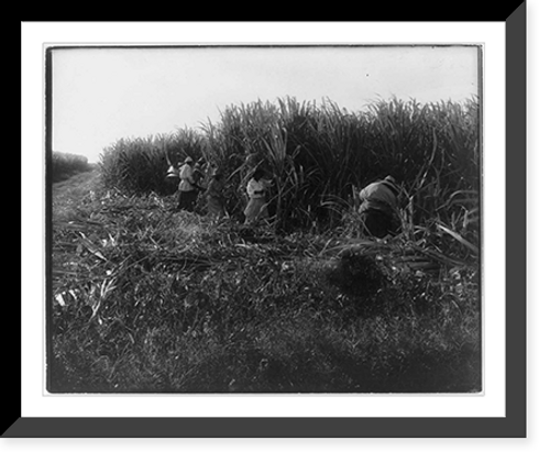 Historic Framed Print, [Harvesting sugar cane in Louisiana] - 2,  17-7/8" x 21-7/8"