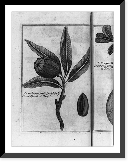 Historic Framed Print, Unknown fruit",  Brazil",  17-7/8" x 21-7/8"
