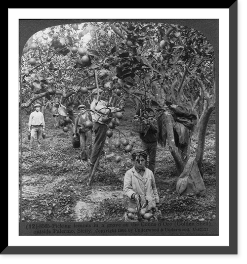 Picking lemons in a grove on the Conca d'Oro (Golden Shell), outside Palermo, Sicily, Vintage Poster