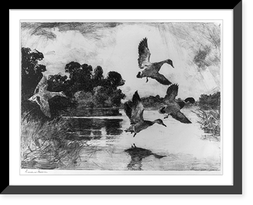 Historic Framed Print, [Four mallards],  17-7/8" x 21-7/8"