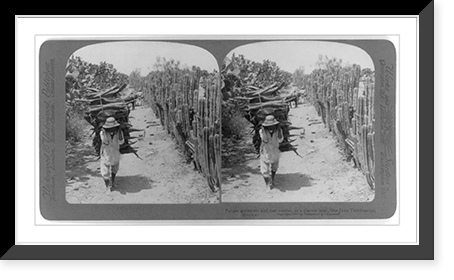 Pulque gatherers and fuel vendor, in a cactus lane, San Juan Teotihuacan, Mexico Classic, Antique Wall Art