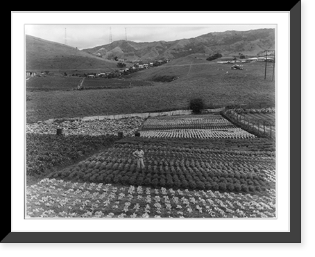 Puerto Rico: Man standing in vegetable field, Antique Wall Art