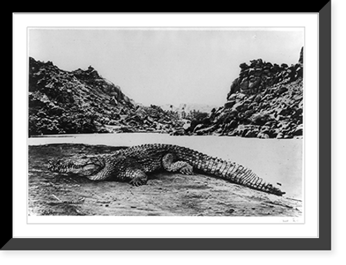 Historic Framed Print, Crocodile on a sand bank,  17-7/8" x 21-7/8"