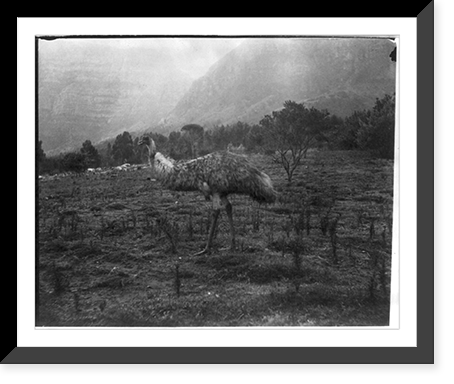 An ostrich, in zoological gardens, on the estate of Cecil Rhodes, Groote Schurr. Capetown region, South Africa, Historic Print