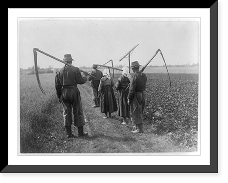 5 workers who cut and rake the hay in Lowice, Poland. Rear view of them walking with scythes and rakes, Historic Reproduction
