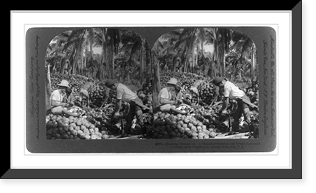Island of Luzon, Philippine Islands: Husking cocoanuts. A familiar scene in the great cocoanut country near Pagsanjan Classic, Vintage Wall Art