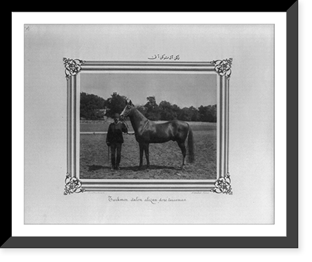 Turkoman: A reddish Turkoman horse.Constantinople, Abdullah Fr&egrave;res, Antique Wall Art