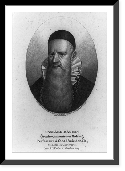 Historic Framed Print, Gaspard Bauhin,  17-7/8" x 21-7/8"