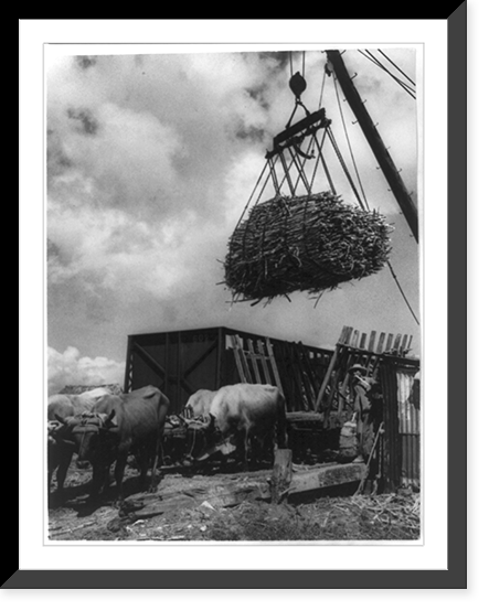 Sugar cane agriculture, Central America, Vintage Wall Art