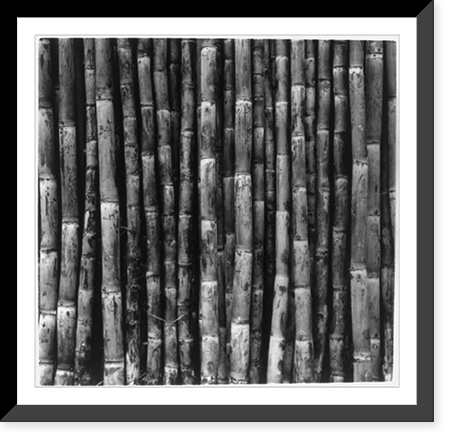 Sugar cane agriculture, Central America - 2, Antique Print