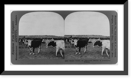 Vintage Photo Print - Range cattle, an important source of Australian