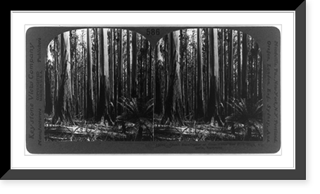 Giant eucalyptus of gum trees 400 feet high, Victoria, Australia, Antique Wall Art
