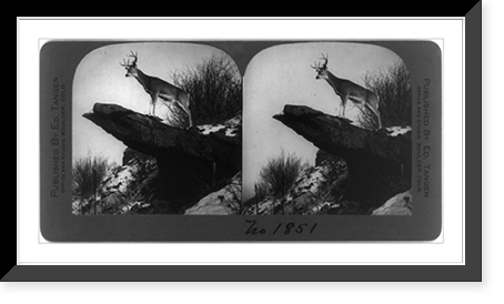 Large buck deer standing on rock projecting from cliff, Vintage Wall Art