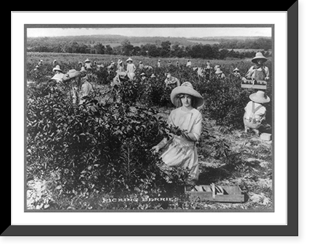 Historic Framed Print, Picking berries, Weatherford, Texas,  17-7/8" x 21-7/8"
