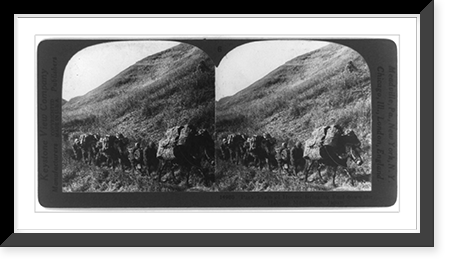 Pack train of horses bringing bales of fuel down the Hakone Mountains, Japan, Historic Reproduction