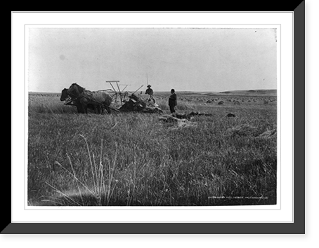 Harvesting on the hay? farm, Hurton, South Dakota, 1898, Vintage Wall Art