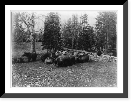 Grizzly bears (silvertips), Yellowstone National Park, Vintage Print