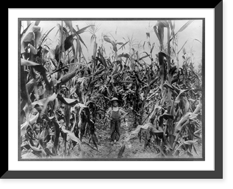 Joe Eggleston, Jr. on his own acre of corn, Antique Poster