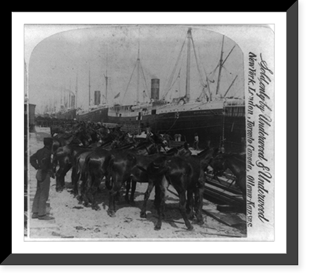 Loading the mules for Cuban Invasion, Tampa, Antique Wall Art