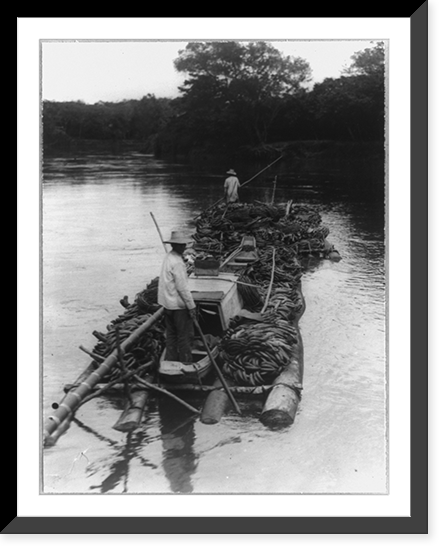 Bananas being rafted down a tributary of the Guyas River Classic, Historic Print