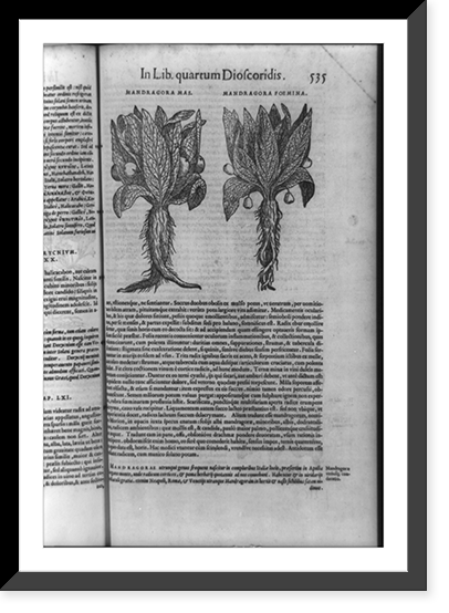 Male and female mandrake roots Classic, Vintage Print