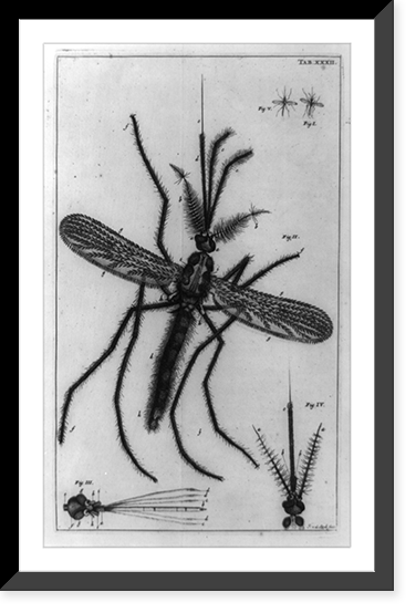 Antique Photo Print - Male gnat, with details of two heads