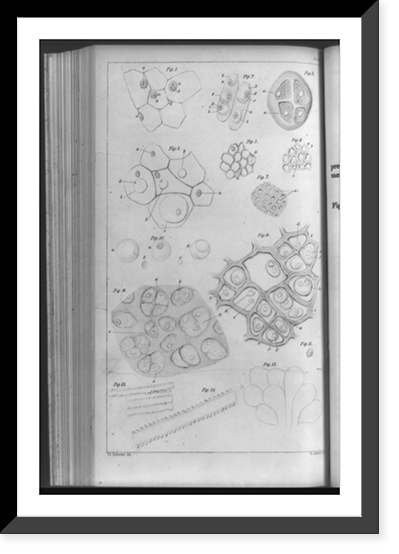 Animal and plant cells drawn to show their similar nature and origin.Th. Schwann, del, Historic Print
