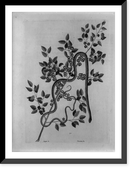 Caffena vera Floridanorum, coffee plant with green snake, Vintage Wall Art