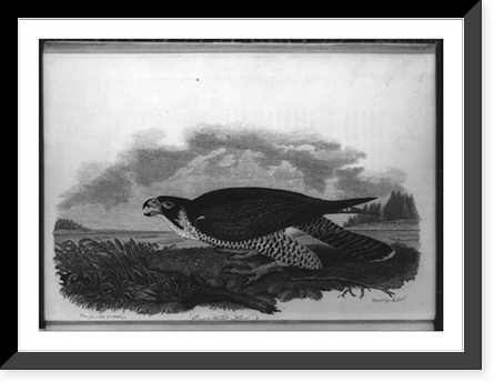 Great-footed hawk.drawn from nature by A. Wilson ; engvd. by A. Lawson, Antique Poster