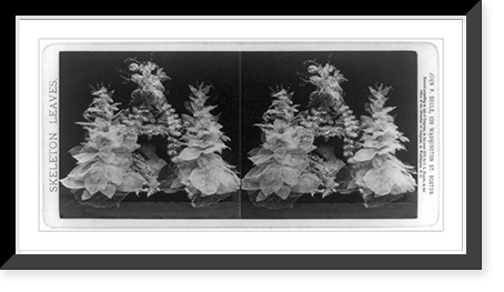 Skeleton leaves.John P. Soule, Boston. - 2, Vintage Poster