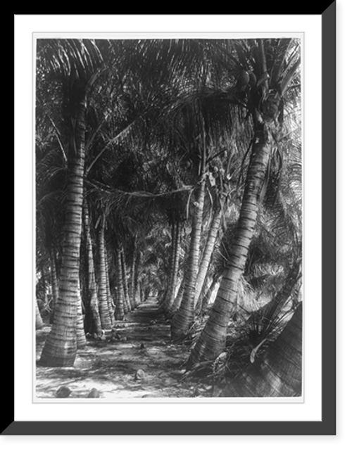 Historic Framed Print, [Avenue of coconut palms, Florida].Geo. Barker, Niagara Falls, N.Y.,  17-7/8" x 21-7/8"