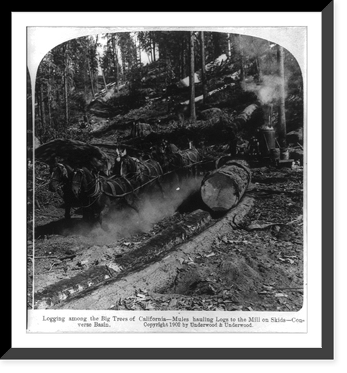 Historic Framed Print, Logging among the big trees of California. mules hauling logs to the mill on skids, Converse Basin,  17-7/8" x 21-7/8"