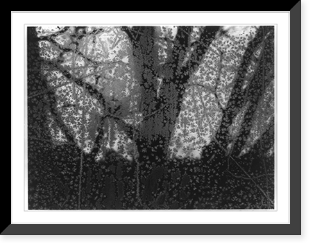 Historic Framed Print, Frosted window no. two, Ipswich, Mass..Paul Caponigro.,  17-7/8" x 21-7/8"