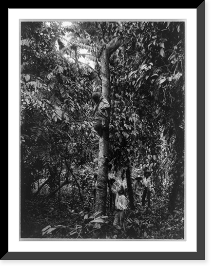 Tapping a rubber tree, Motagua Valley, Guatemala, Vintage Poster