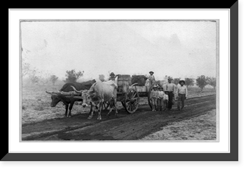 Historic Framed Print, [Pair of oxen pulling two barrels of water on wagon, Mercedes, Texas],  17-7/8" x 21-7/8"