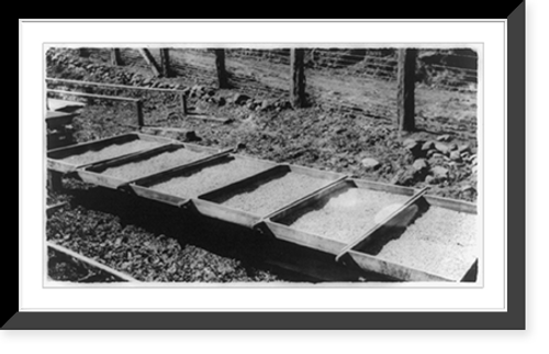 Historic Framed Print, Coffee drying in the racks,  17-7/8" x 21-7/8"