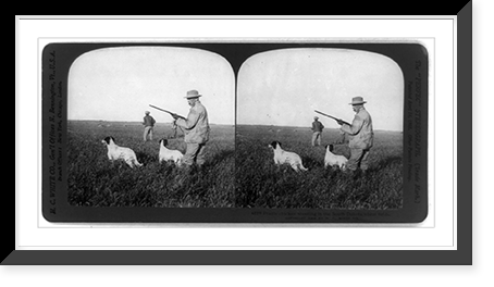Prairie chicken shooting in the South Dakota wheat fields Classic, Vintage Print