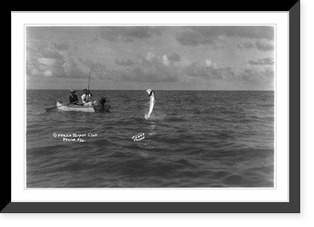 Tarpon standing on his tail, Antique Print