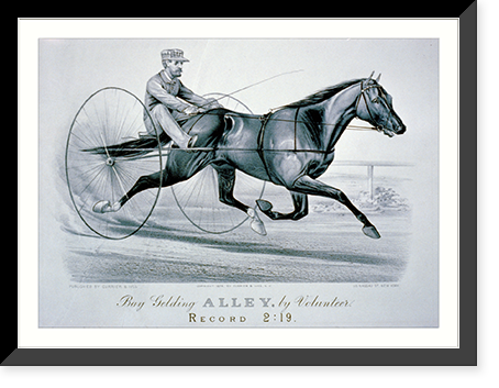 Historic Framed Print, Bay Gelding Alley, by volunteer,  17-7/8" x 21-7/8"