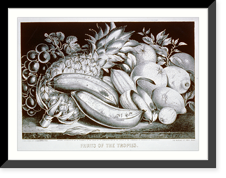 Fruits of the tropies sic Classic, Antique Wall Art