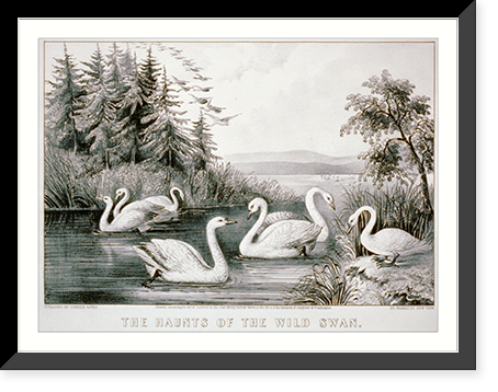 The haunts of the wild swan Carroll Island, - Chesapeake Bay, Historic Reproduction