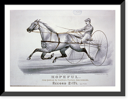 Black & White Photo - Hopeful: grey gelding, by Godfrey's Patchen