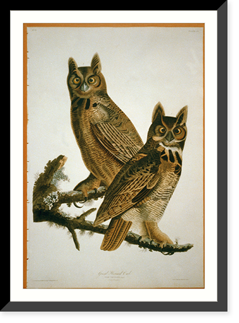 Historic Framed Print, Great Horned Owl,  17-7/8" x 21-7/8"